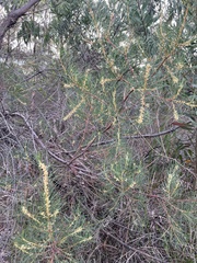 Hakea nodosa, photograph (c) c_knut_lord, some rights reserved (CC BY)