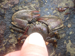 Petrolisthes cinctipes