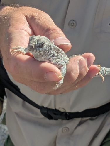 iNaturalist observation photo of Desert Iguana