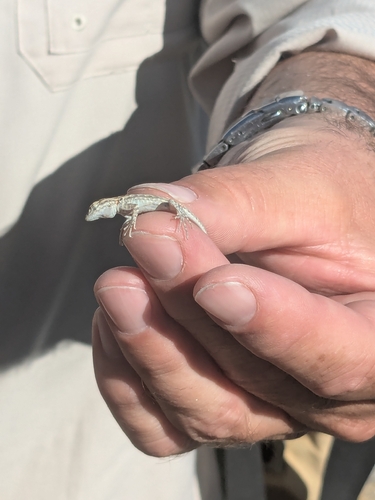 iNaturalist observation photo of Common Side-blotched Lizard