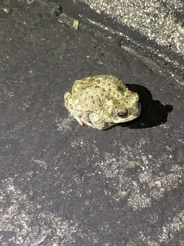 iNaturalist observation photo of Red-spotted Toad