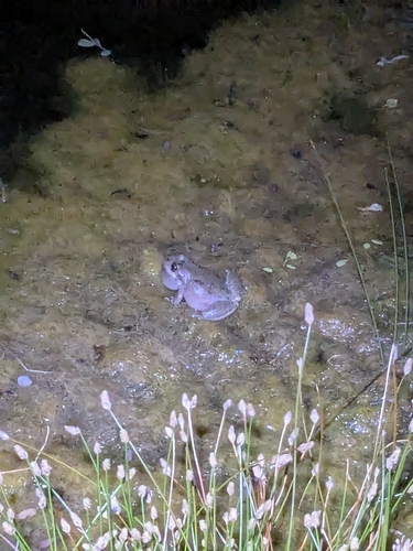 iNaturalist observation photo of California Tree Frog