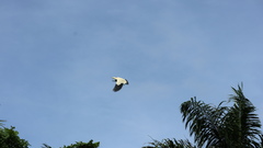 Ducula subflavescens