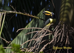 Pteroglossus inscriptus