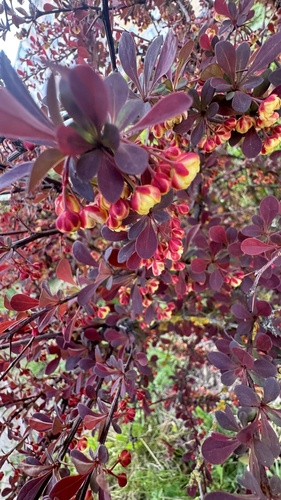 Japanese barberry