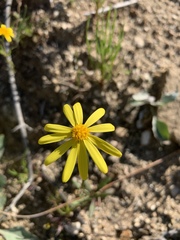Senecio californicus
