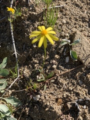 Senecio californicus