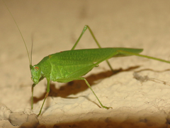Phaneroptera nana
