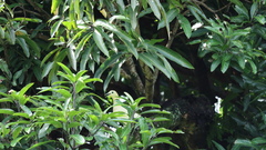 Ducula subflavescens