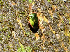Rhyssocephala