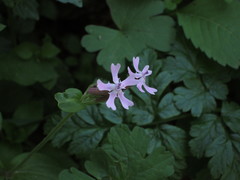Silene aegyptiaca