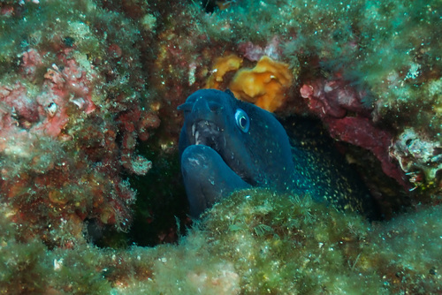 Muraena helena