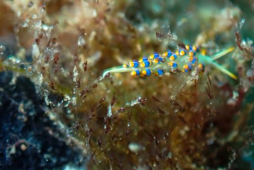 Savignyella lafontii observed 2026-05-02