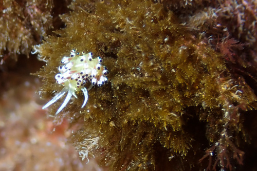 Tenellia ocellata