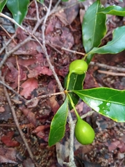 Pyrostria