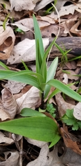 Lilium michiganense