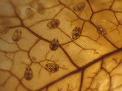Ostracoda