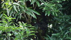 Ducula subflavescens