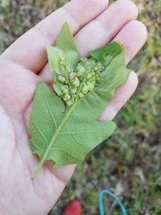 Neuroterus quercusirregularis