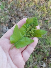 Neuroterus quercusirregularis