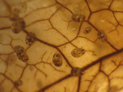 Ostracoda