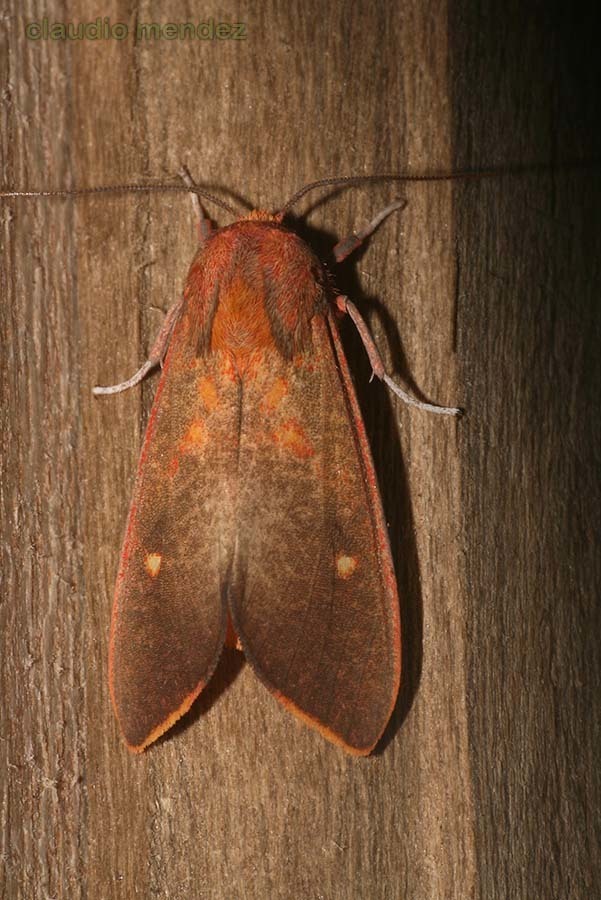 Melese paranensis