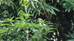 Ducula subflavescens