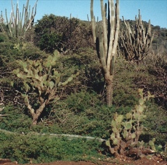 Opuntia caracassana
