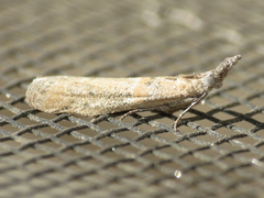 Macrorrhinia