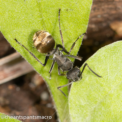 Polyrhachis aurea