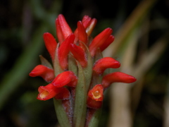 Coccineorchis cernua