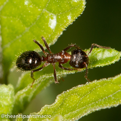 Notoncus ectatommoides