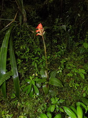 Coccineorchis cernua