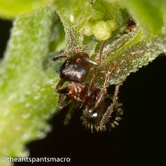 Notoncus ectatommoides