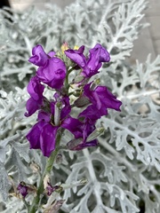 Matthiola incana