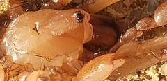 Myrmekiaphila comstocki