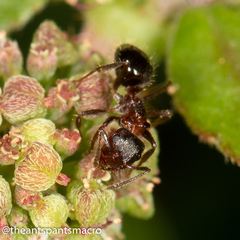 Notoncus ectatommoides