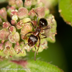 Notoncus ectatommoides