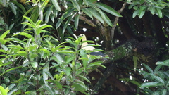 Ducula subflavescens