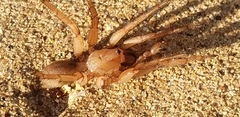 Myrmekiaphila comstocki