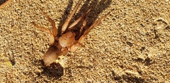 Myrmekiaphila comstocki