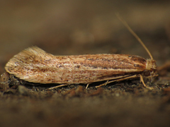 Ypsolopha sp-sw