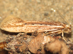 Ypsolopha sp-sw