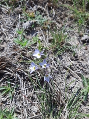 Lobelia orientalis