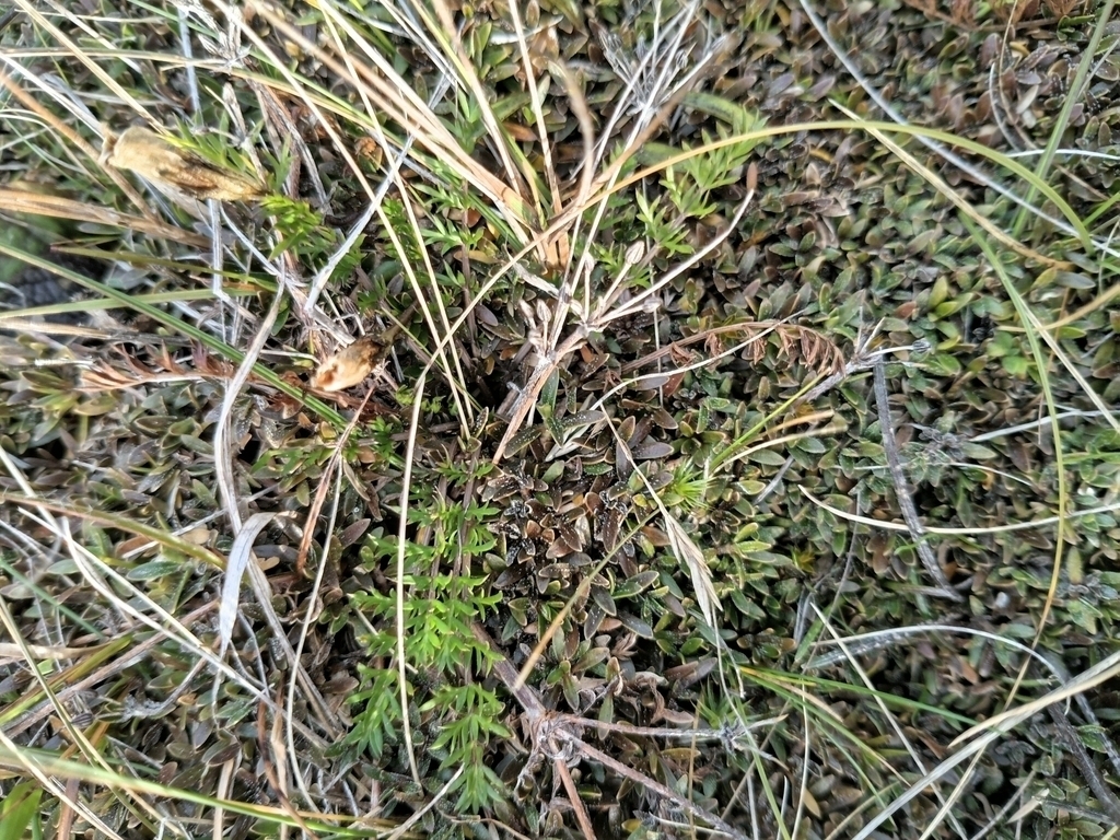 Coprosma atropurpurea; photograph (c) Colin Meurk, some rights reserved (CC BY)