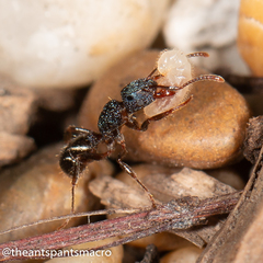 Rhytidoponera victoriae