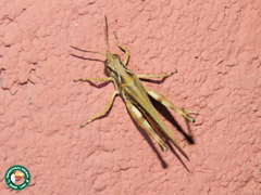 Stenohippus maculifemur