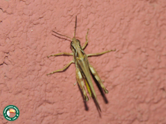 Stenohippus maculifemur