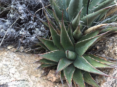 Agave mckelveyana