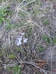 Lobelia orientalis